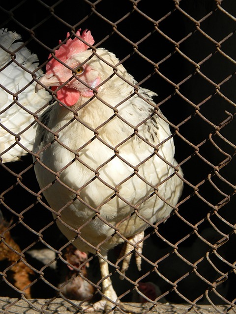 费耶诺德的 费耶诺德的